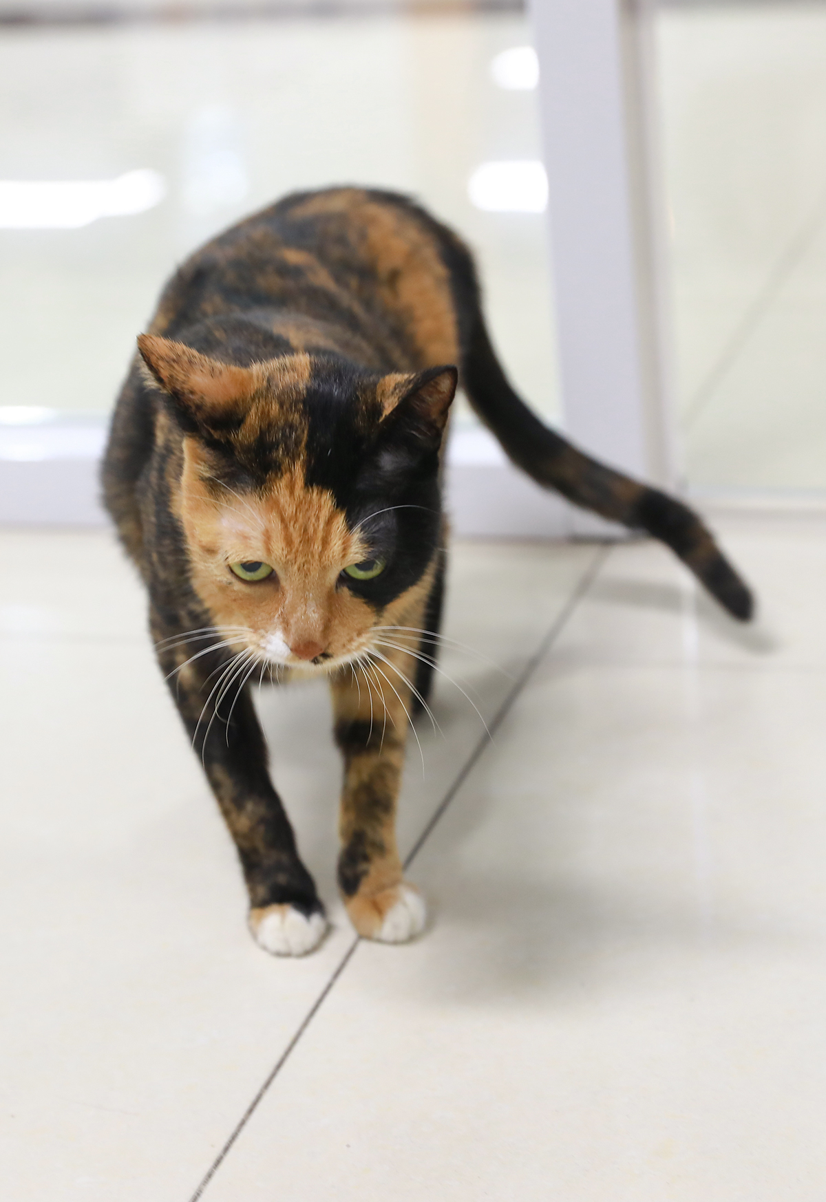 1504332228346750.jpg 美玲的大长腿.jpg